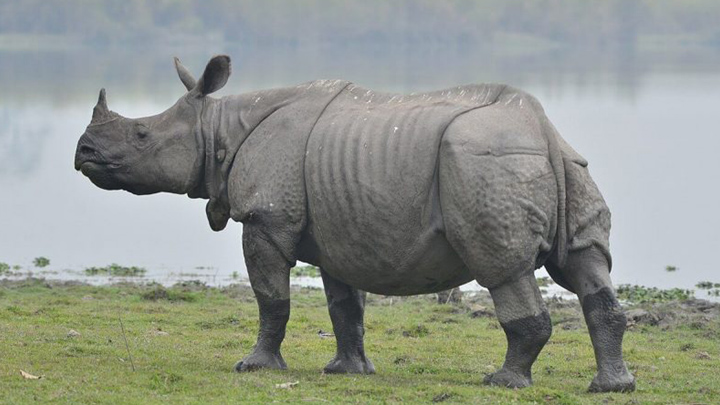 বিশ্ব গণ্ডার দিবস আজ