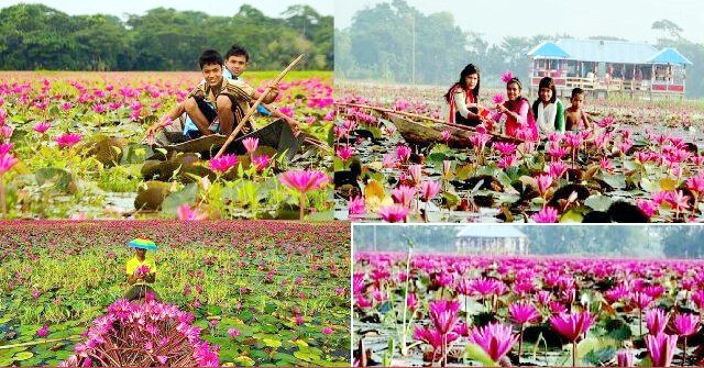 লাল শাপলার সাতলা বিল