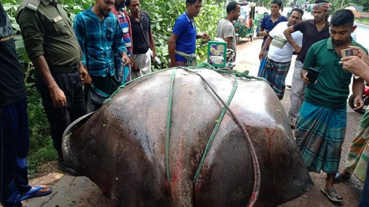 জেলের জালে ১২ মণ ওজনের শাপলাপাতা মাছ