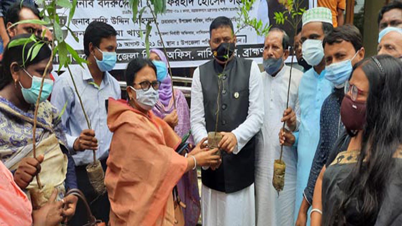 নাসিরনগরে ১২৬টি বিদ্যালয়ে গাছের চারা বিতরণ করলেন এমপি