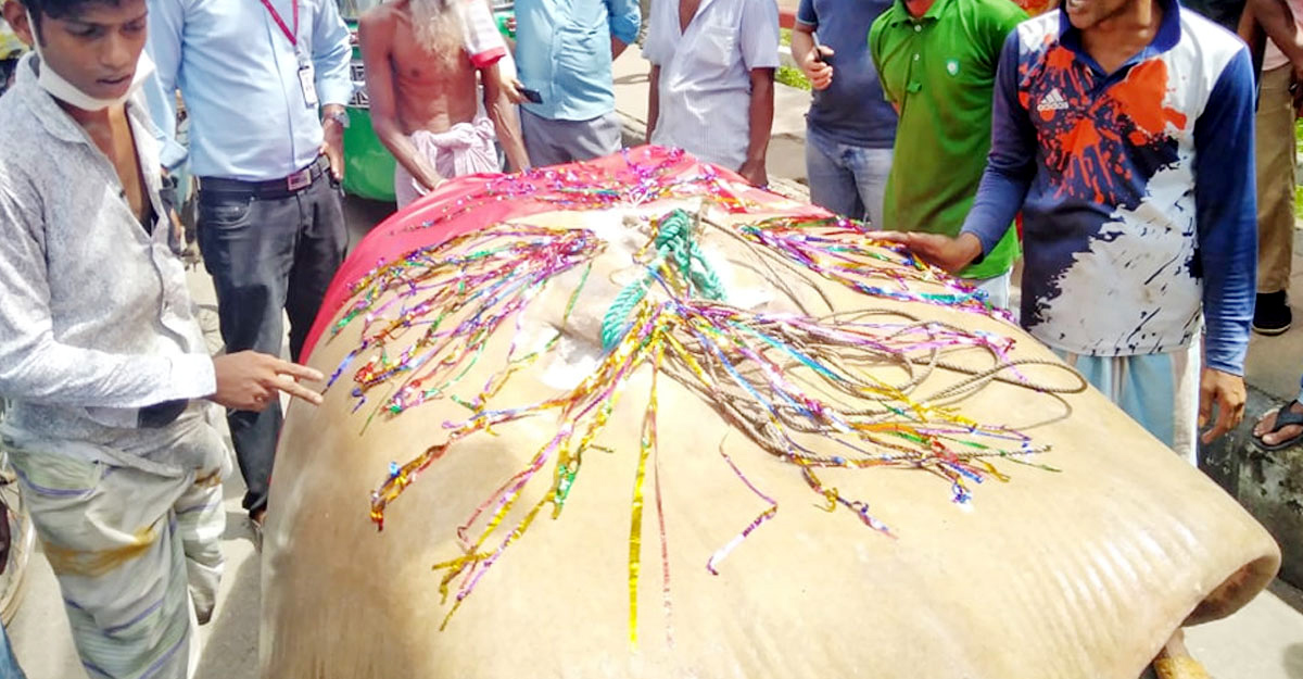 বরিশালে ১৩ মণ ওজনের শাপলাপাতা মাছ আড়াই লাখ টাকায় বিক্রি