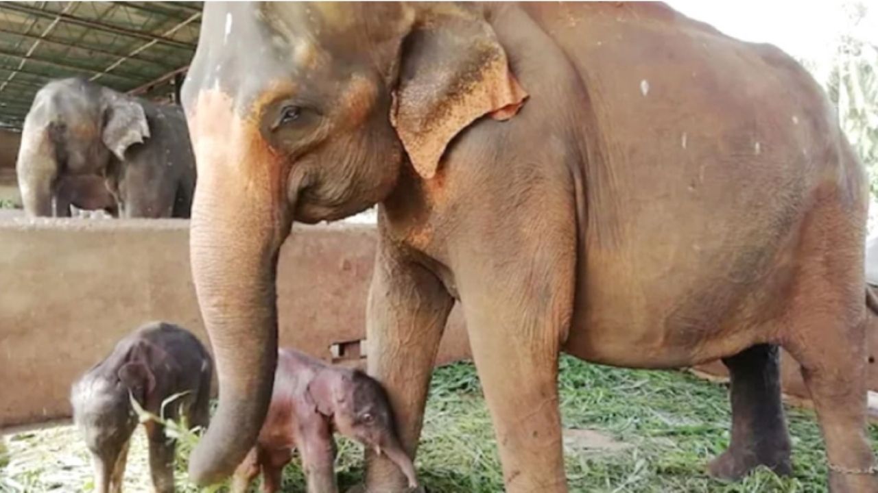 ৮০ বছর পর যমজ শাবকের জন্ম দিয়েছে একটি হাতি