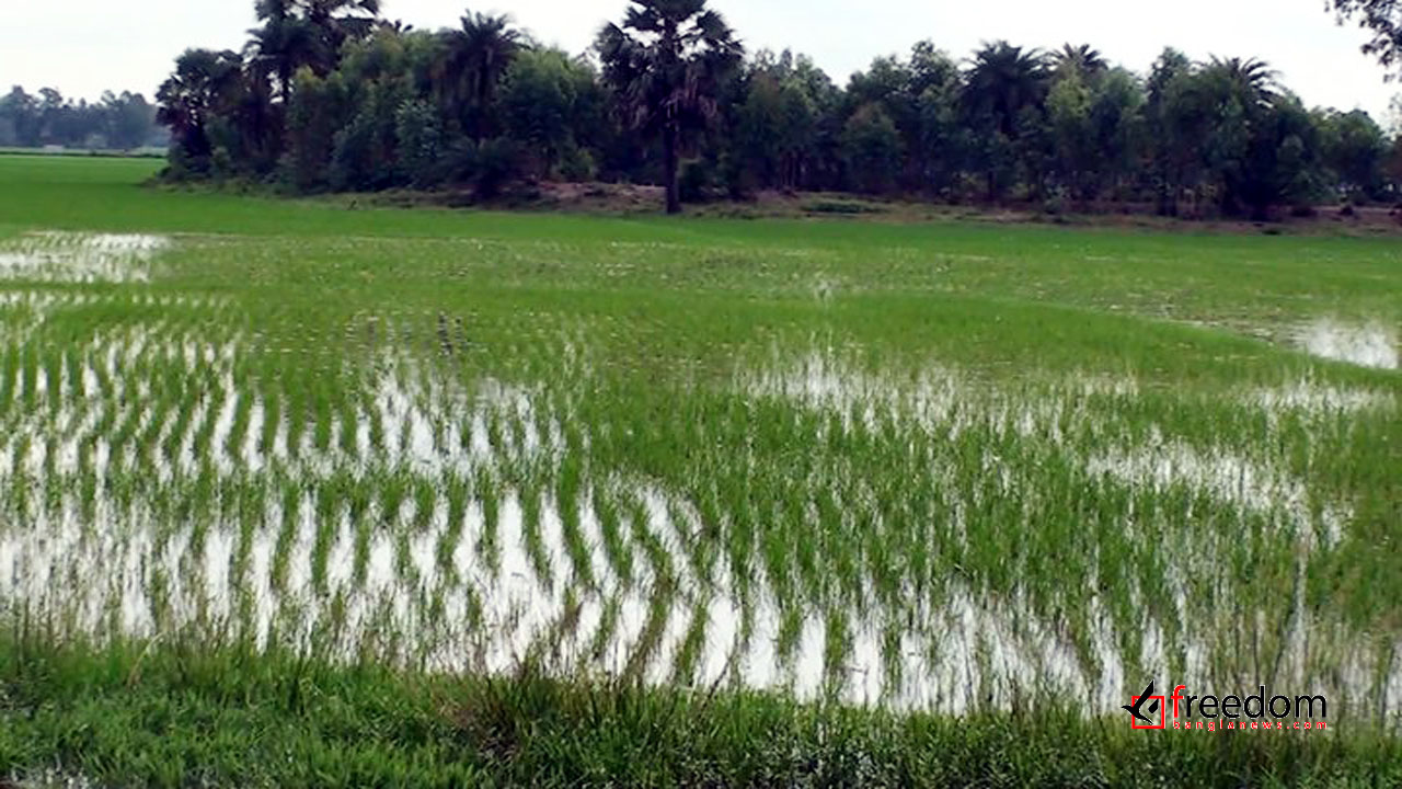 কমছে যমুনা নদীর পানি, কৃষির ব্যাপক ক্ষয়ক্ষতি