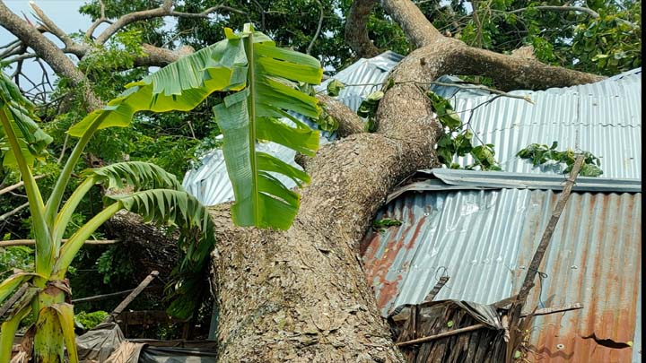 নাজিরপুরে ঘূর্নিঝড়ে সহস্রাধীক গাছপালা বিনষ্ট