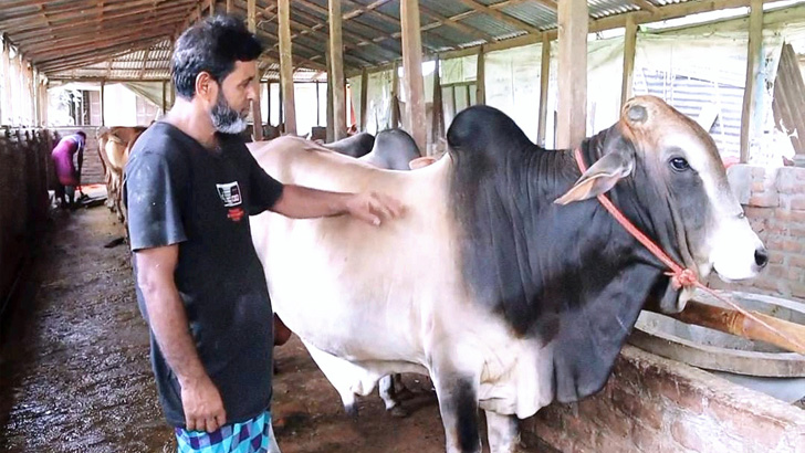 সদরপুরে কোরবানিকে সামনে রেখে গবাদিপশু পরিচর্যায় ব্যস্ত সময় পার করছেন খামারিরা