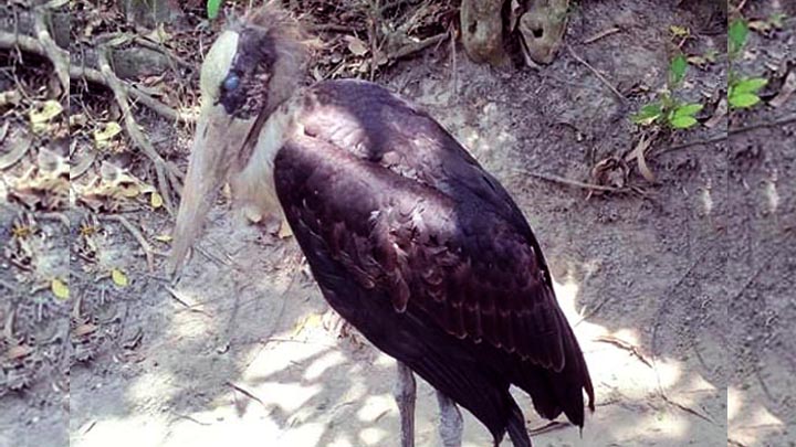 লাখাই থেকে বিপন্ন পাখি মদনটাক উদ্ধার