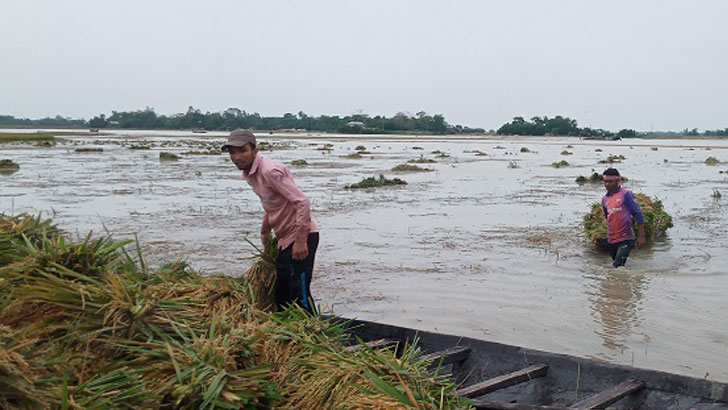 এবার ডুবল হুরামন্দিরা হাওড়, থামছে না কৃষকের কান্না