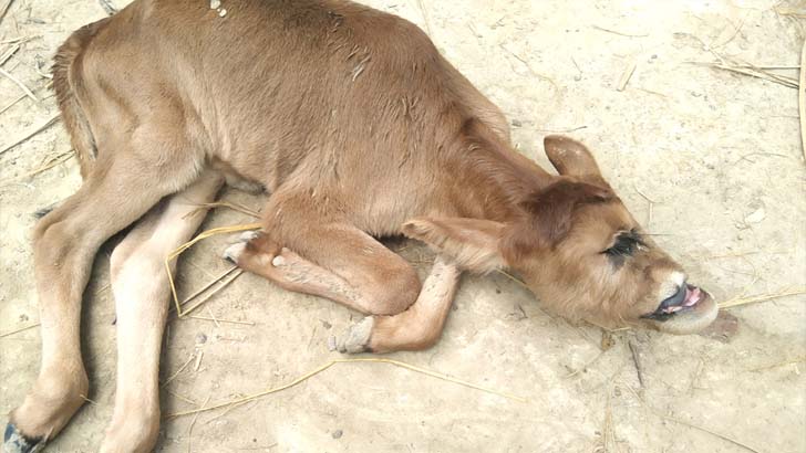 নাক ছাড়া এক চোখ ওয়ালা বাছুরের জন্ম