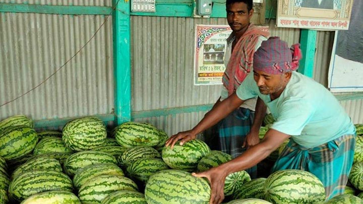 ভুয়া ভাউচার দেখিয়ে কেজি দরে বিক্রি হচ্ছে তরমুজ