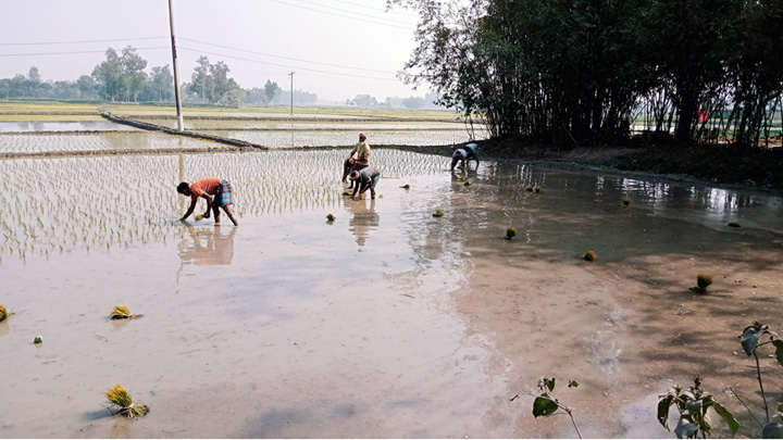 বোরো চাষে বাড়তি খরচ, বিপাকে কৃষক