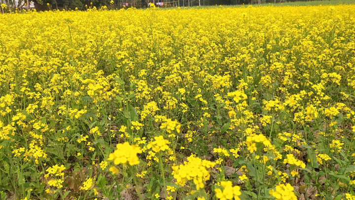 মধুপুরে সরিষা চাষে ঝুকছে কৃষক