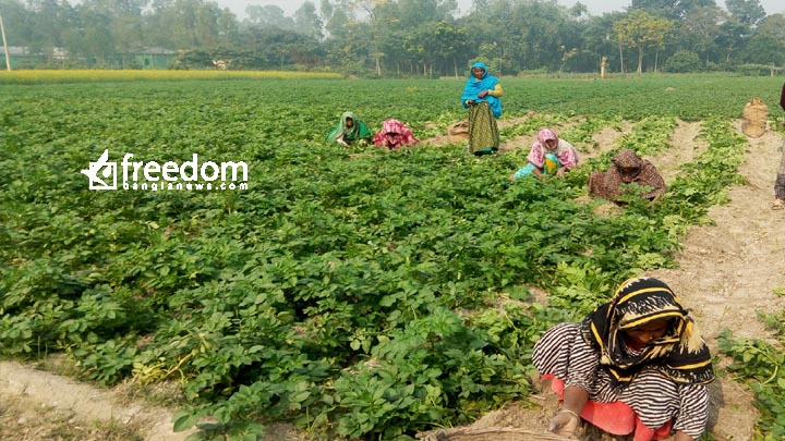 ফুলবাড়ীতে কমতে শুরু করেছে নতুন আলুর দাম