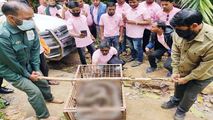 ফেসবুকে ভাইরাল হওয়া ১৪ ফুটের সেই অজগর অবমুক্ত