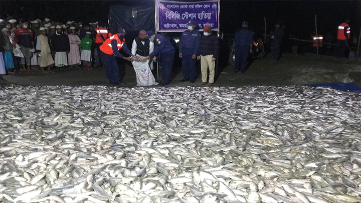 মেঘনা নদীর মৌলভীর চর এলাকায় ১৪০ মণ জাটকা ইলিশ জব্দ