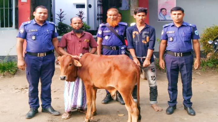 ফুলবাড়ীতে চুরি হওয়া গরু সহ এক যুবক আটক