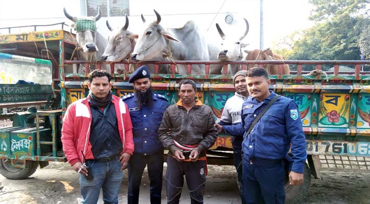 ফুলবাড়ীতে ৫টি ভারতীয় গরুসহ আটক এক