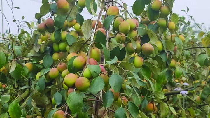 কুমিল্লার গোমতি নদীর তীরে কাশ্মিরী আপেল কুল চাষ