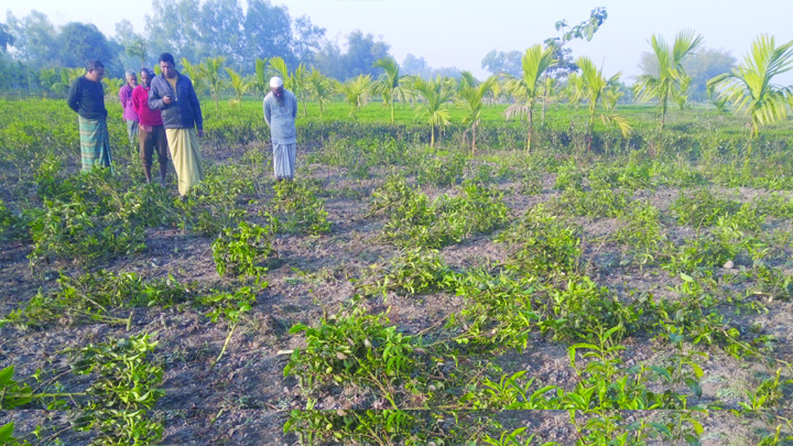 তেঁতুলিয়ায় চা বাগান কেটে ফেলল দুর্বৃত্তরা